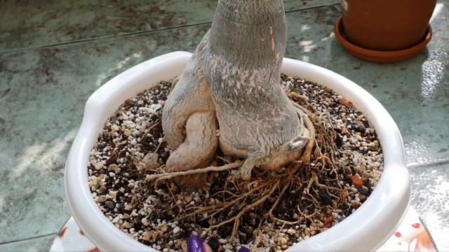 Адениумы.. это не только красивые цветы! _часть 2