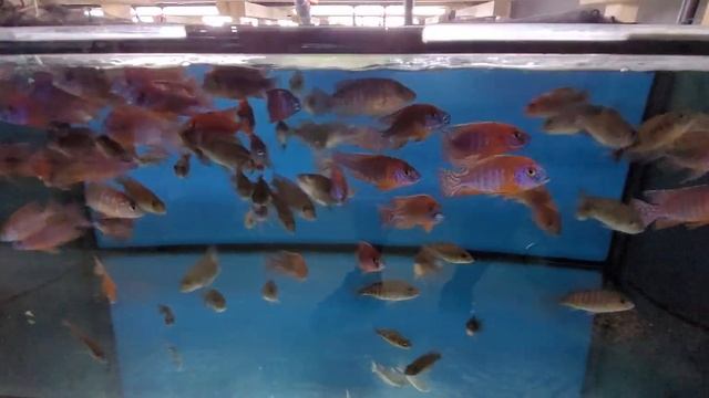 Aulonocara red rubin by Aquahaus-Gaus смотреть онлайн