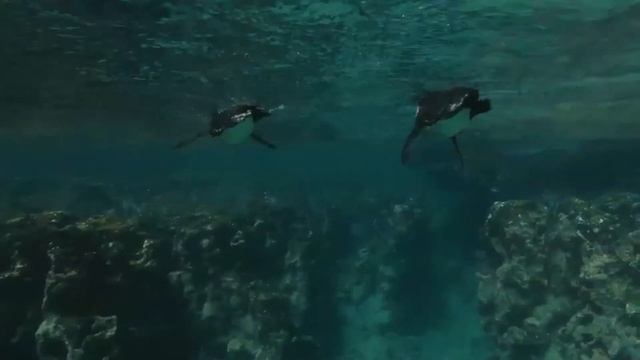 Galapagos Penguin facts ? from Galápagos Islands Ecuador ?? one of the smallest penguins ? смотреть онлайн