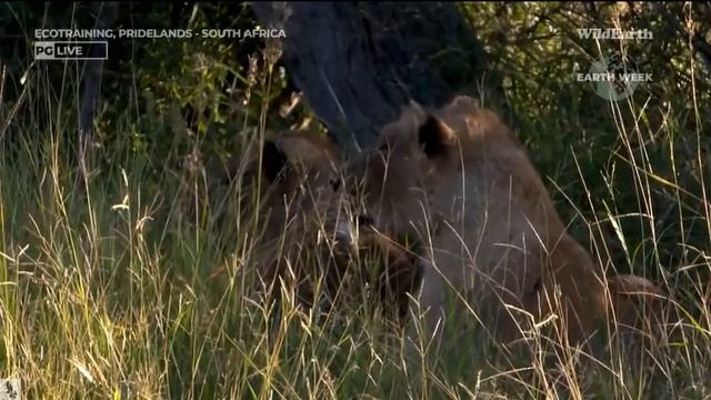 Wild Earth ~ The Ngatis react to new Males entering the area April 19, 2023 смотреть онлайн