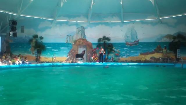 Дельфинарий 