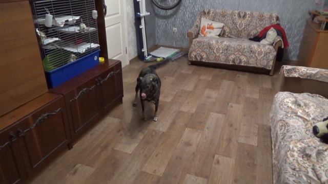 Уборка у крысо-девочек! Гуля нашкодила на выгуле и испугалась! КРЫСЫ