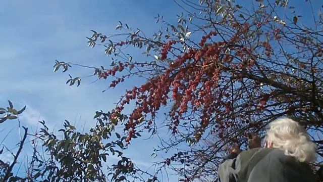 Созрели плоды Облепихи в Лазаревском. Сбор урожая в январе 2013 смотреть онлайн