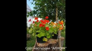 Клумба для ленивого садовода, настурция «Аляска»
