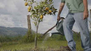 Груша Аллегро