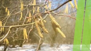 В Измайлово зацвел орешник (лещина).