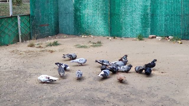 Голуби домашние. Покупка/продажа/обмен. смотреть онлайн