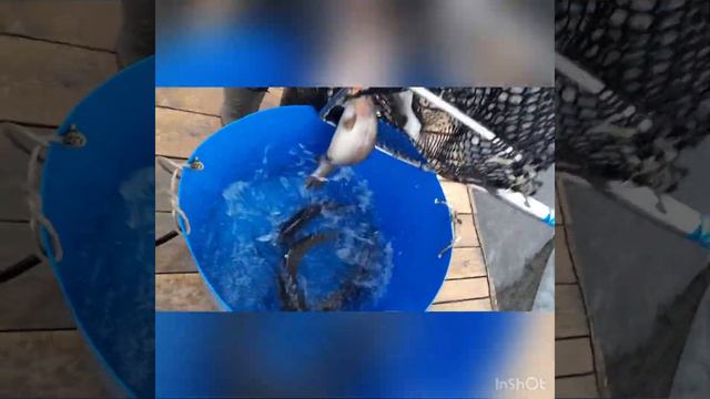 Форель. савельево-2. смотреть онлайн