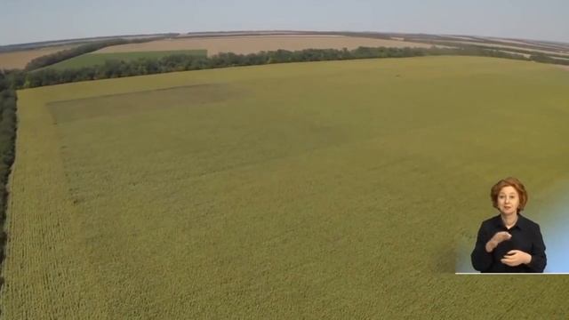 Суданская трава на полях Донского Края.mp4 смотреть онлайн