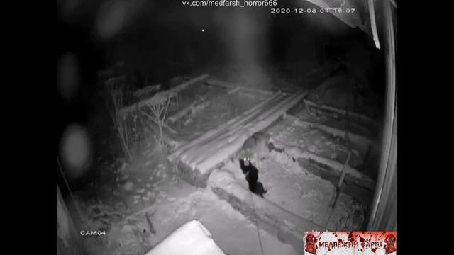 Волк решил перекусить дворовой собакой смотреть онлайн