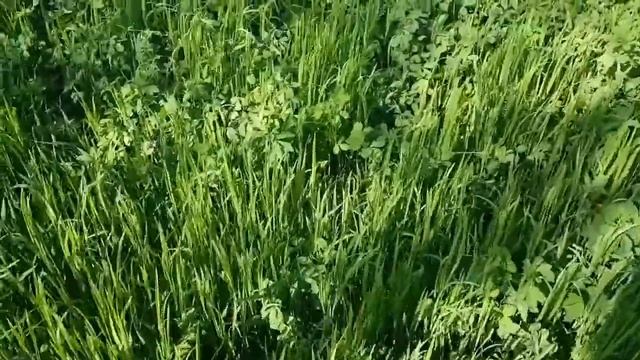 всходы люцерны посееной в ручную смотреть онлайн