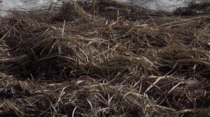 Посыпали снег золой. Результаты впечатляют.