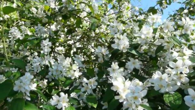 Великолепные цветы жасмина . (Jasmínum) смотреть онлайн