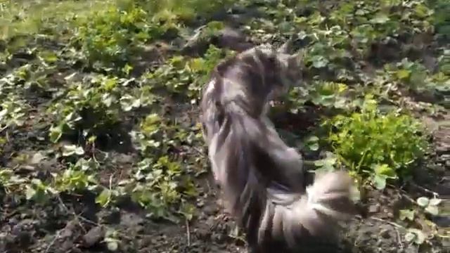 Хвост мейнкуна в возрасте 10 мес./mainecoon's Tail In Age 10 Months