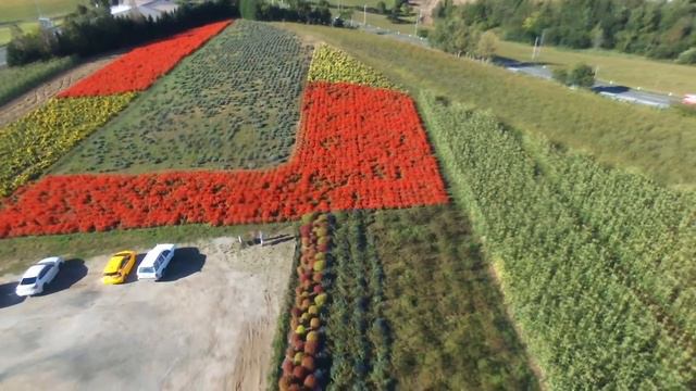 Kanno farm asahikawa Hokkaido. 2015/09/20 смотреть онлайн