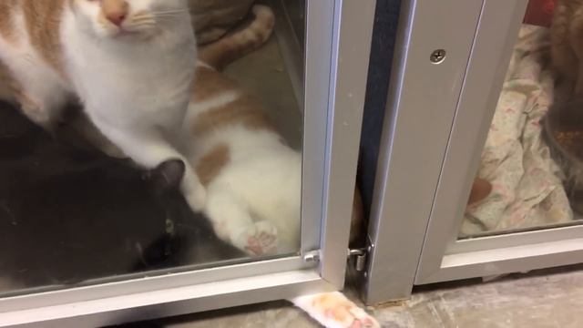 ДЕНЬГИ ВЫИГРАННЫЕ БЫЛИ ПОТРАЧЕНЫ НА ...............!!!!!!!!! смотреть онлайн