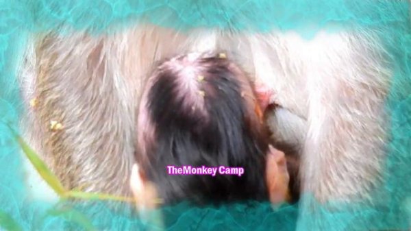 MG! Newborn try breastfeed like this till falling down, Why try hard like this baby