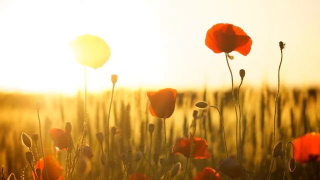 ? MEDITACIÓN PARA SANAR CUERPO Y MENTE ? 45 MINUTOS ? - Music Therapy смотреть онлайн