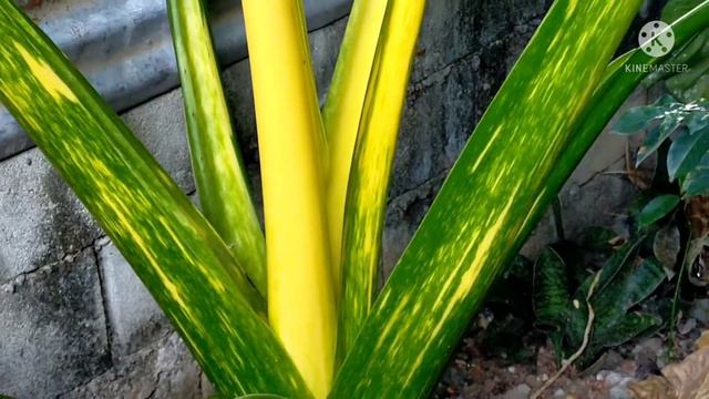 Giant alicasia Golden Albo смотреть онлайн