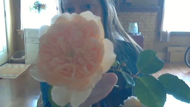 ? Tea Roses Janet & Tea Clipper смотреть онлайн