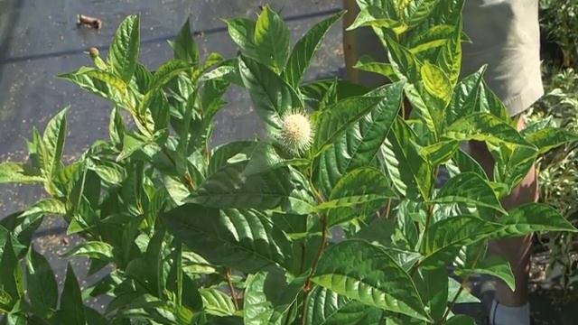 Home Gardener - Native Shrubs: Clethra And Buttonbush
