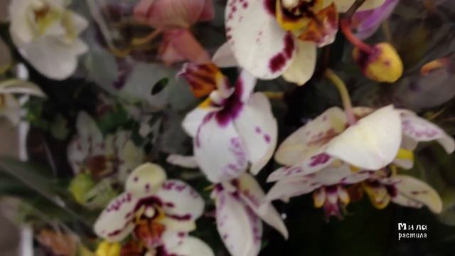 ОРХИДЕИ в ОБИ - Биг лип, Легато, мультифлоры, большой привоз / OBI ORCHIDS смотреть онлайн