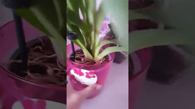 Мильтония спустя неделю после покупки. Полив Мильтонии. смотреть онлайн