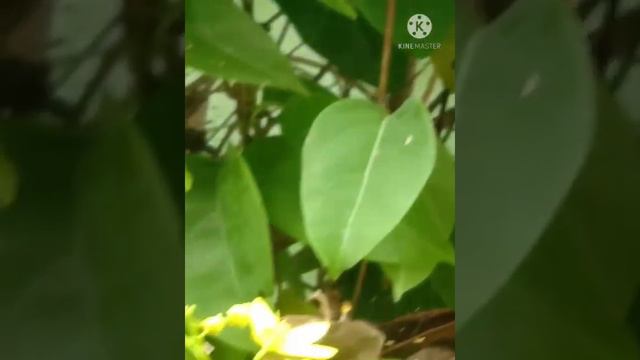 Vibrant Yellow Creeper Flower.