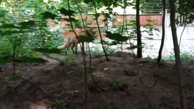 Лисья нора в Кузьминском парке. смотреть онлайн