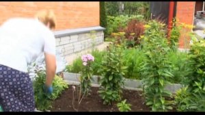 МЕТЕЛЬЧАТЫЕ ФЛОКСЫ, размножение и уход