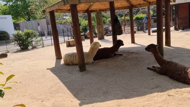 zsl london zoo virtual tour 4k 60fps смотреть онлайн