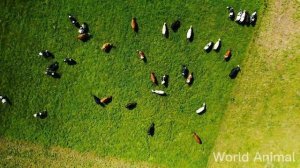 Звуки животных для детей - корова слон лягушка жираф