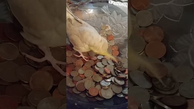 My greedy bird смотреть онлайн