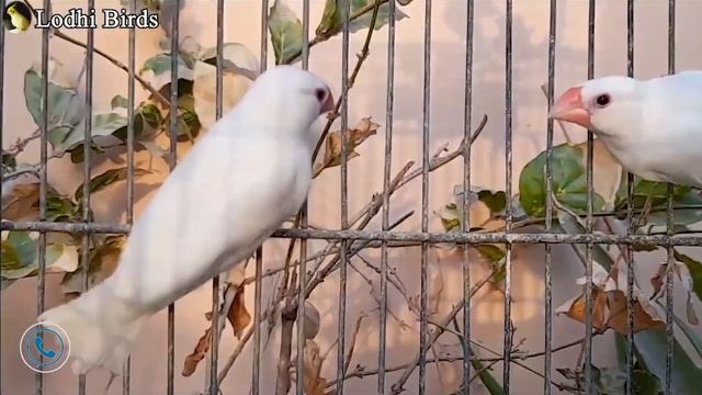 White Java (ALL SOLD) | 60 Breeder Pairs & 140 Chicks | Lodhi Birds смотреть онлайн