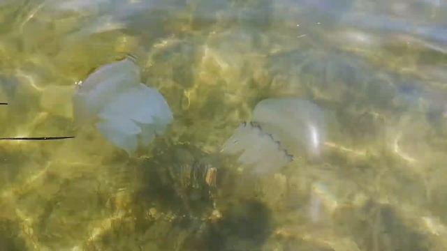 Скадовск море отдых МЕДУЗЫ НОВОСТИ СКАДОВСКА ИЮЛЬ 2020 смотреть онлайн