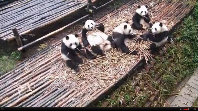 панды едят 5 смотреть онлайн