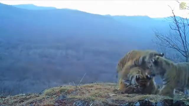Четыре тигренка попали на видео в нацпарке «Земля леопарда» смотреть онлайн