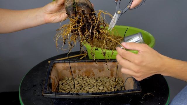 J'ai sauvé un FICUS GINSENG 🌳AFDB🌳 смотреть онлайн
