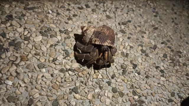 Рак-отшельник забрёл в гости! смотреть онлайн