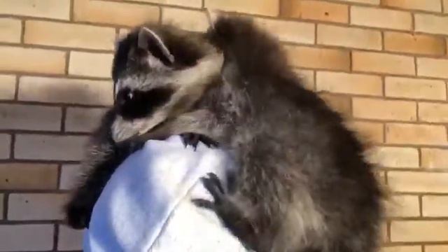 Продаётся ручной енот полоскун смотреть онлайн