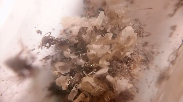 Lasius umbratus. Часть 4 смотреть онлайн