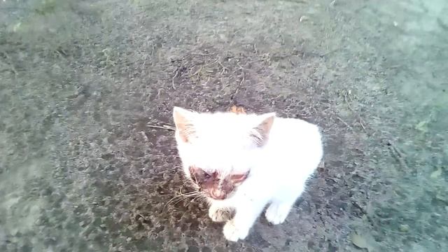 Котик без глаза и со вторым опухшим глазом((( смотреть онлайн