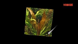 Эхинодорус Рубин в аквариуме. Размножение, содержание. Эхинодорусы виды.