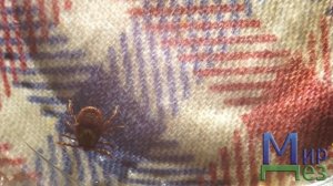 Клещи размножаются