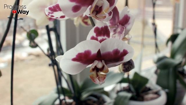 Нужно Ли Подкармливать Домашние Растения Зимой? Какие Домашние Цветы И Растения Подкормить Зимой? смотреть онлайн