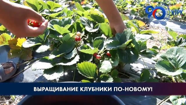 Три новых для Кыргызстана сорта клубники смотреть онлайн