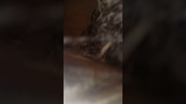 Птенцы трясогузки в гнезде. смотреть онлайн