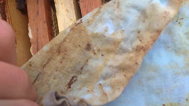 ЗИМОВКА ПЧЕЛ!!! ВЛАГА В УЛЬЯХ!!! ЧТО ДЕЛАТЬ??? смотреть онлайн