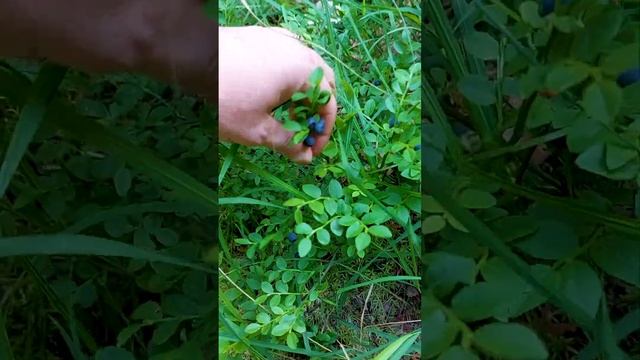 Черника колоссальных размеров #лес #ягода смотреть онлайн