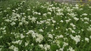 Кардария крупковая(кашка).Один из основных майских медоносов на моем точке.